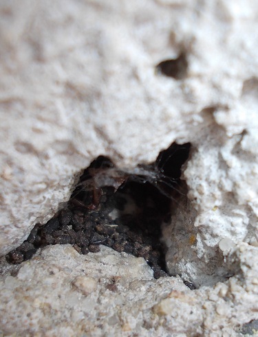 in un foro del muro trovato questi escrementi